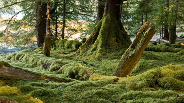 Les sept parcs nationaux de la Colombie-Britannique