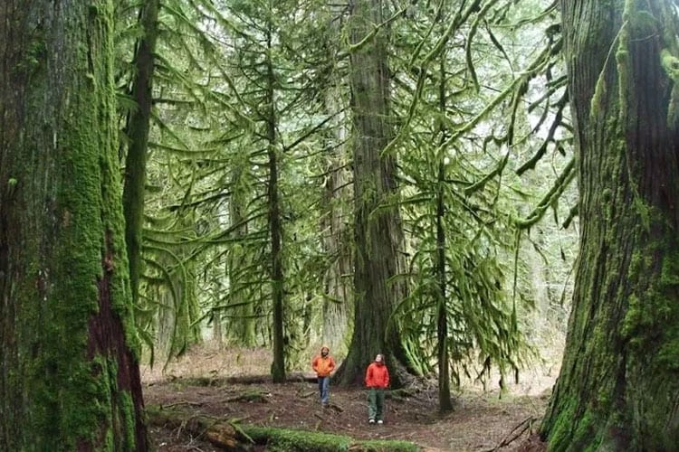 FORET-CCC