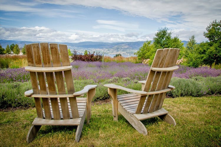 lavender-farm